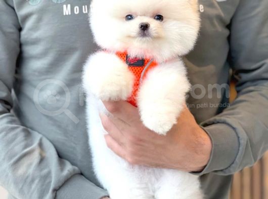 Ayı Surat Pomeranian Boo Yavrularımız