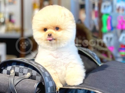 Ayı Surat Pomeranian Boo Yavrularımız