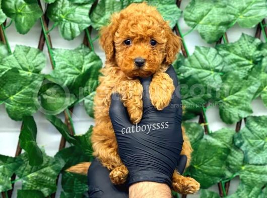 Red Toy Poodle Dişi Yavrumuz görsel