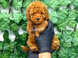 Red Brown Toy Poodle Erkek Yavrumuz