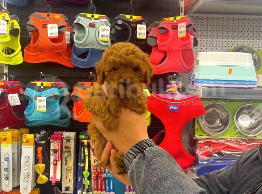Red Brown Toy Poodle Dişi Yavrumuz görsel