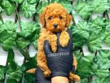 Red Toy Poodle Dişi Yavrumuz