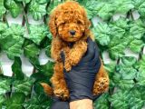 Red Brown Toy Poodle Erkek Yavrumuz