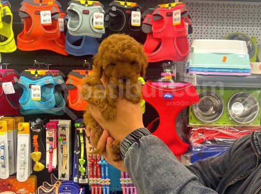 Red Brown Toy Poodle Dişi Yavrumuz görsel