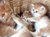 British Shorthair ve British Longhair Yavruları