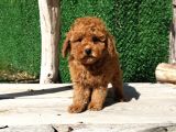 Red Brown Toy Poodle Yavrularimiz