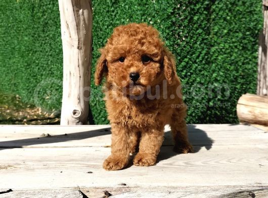 Red Brown Toy Poodle Yavrularimiz görsel