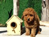 Red Brown Toy Poodle Yavrularimiz