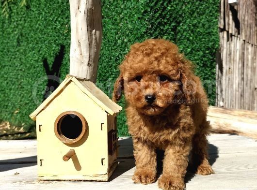 Red Brown Toy Poodle Yavrularimiz görsel