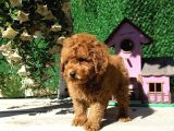 Red Brown Toy Poodle Yavrularimiz