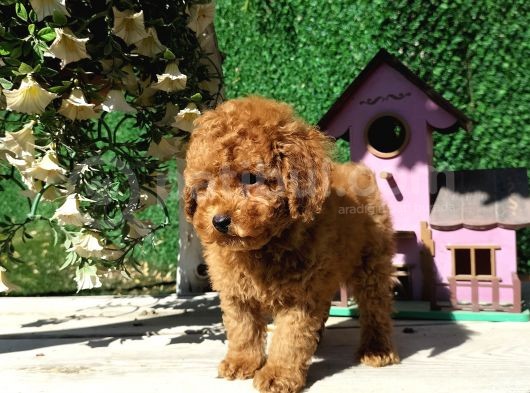 Red Brown Toy Poodle Yavrularimiz görsel