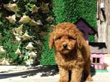 Red Brown Toy Poodle Yavrularimiz