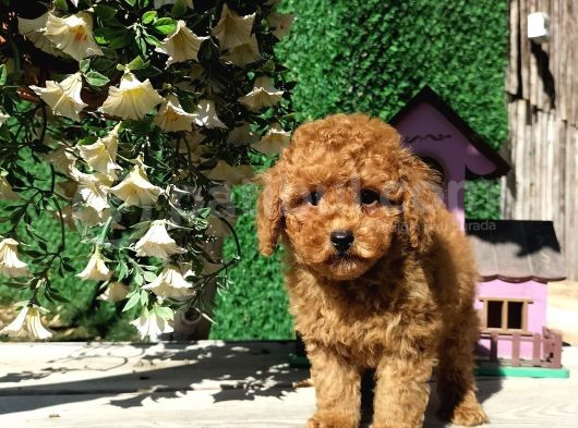 Red Brown Toy Poodle Yavrularimiz