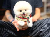 Mini boy fizik yapısına sahip Pomeranian Boo Yavrumuz