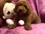 A Kali̇te Red Toy Poodle Yavrularimiz