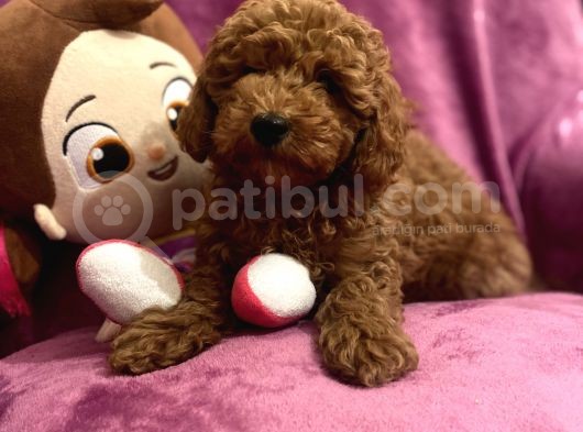 A Kali̇te Red Toy Poodle Yavrularimiz görsel