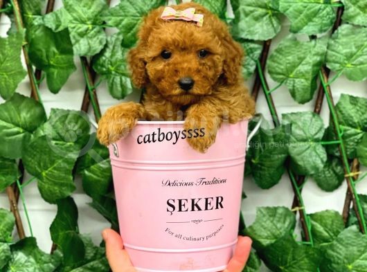 Red Brown Poodle Dişi Yavrumuz görsel