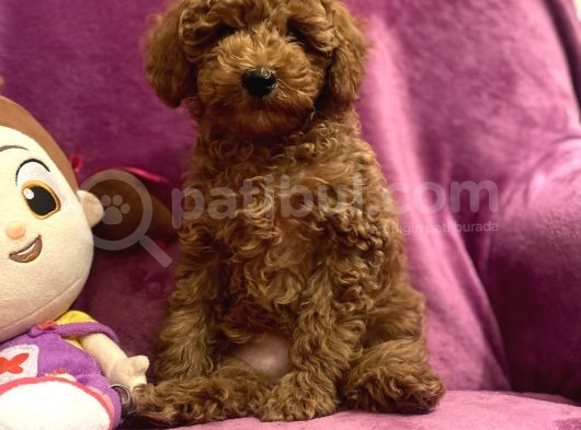 A Kali̇te Red Toy Poodle Yavrularimiz görsel