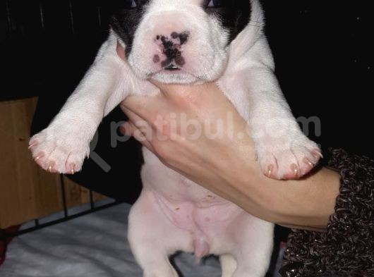 Blue Merle Taşıyıcı French Bulldog Bebeklerimiz görsel