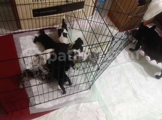 Blue Merle Taşıyıcı French Bulldog Bebeklerimiz görsel