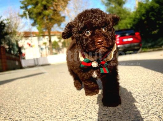 Toy Poodle Yavrularımız görsel