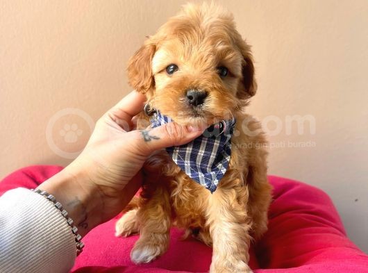 Maltipoo Mix Irk Sevimli Yavrular görsel