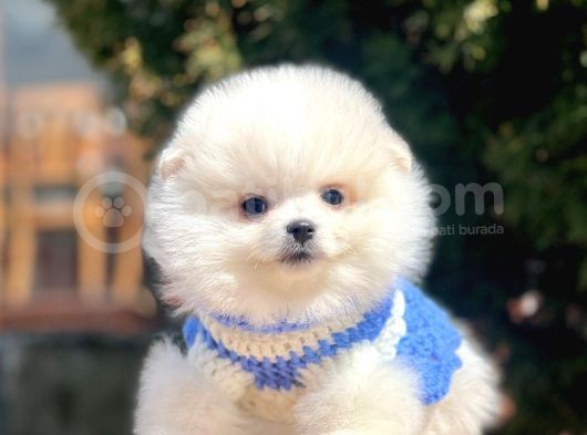Ayı Surat Sevimli Pomeranian Yavrular görsel