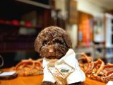 Toy Poodle Yavrularımız