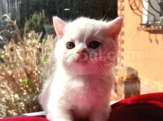 Safkan Scottish Fold Yavrularımız görsel