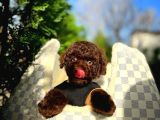 Toy Poodle Yavrularımız
