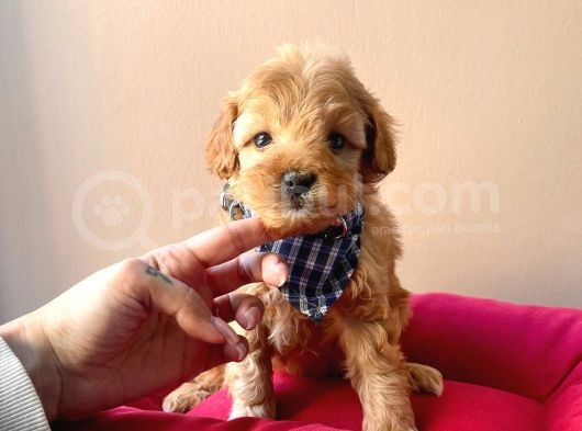 Maltipoo Mix Irk Sevimli Yavrular görsel