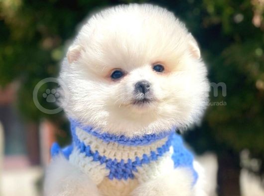 Ayı Surat Sevimli Pomeranian Yavrular