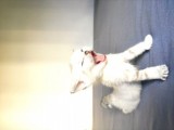 Secereli British Shorthair Yavrular