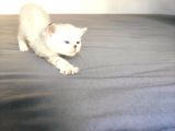 Secereli British Shorthair yavrular