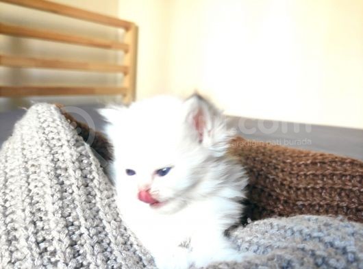 Secereli British Shorthair Yavrular görsel