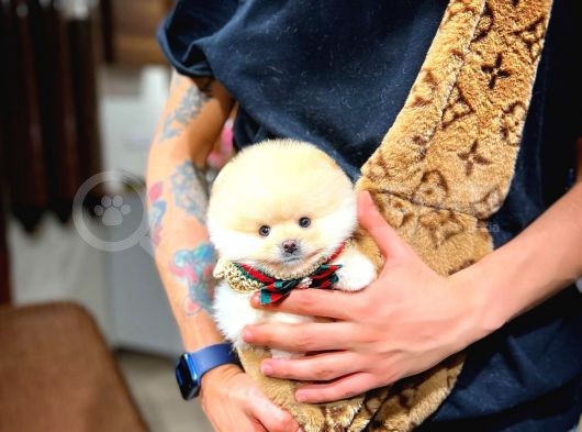 Ayı Surat Pomeranian Boo Yavrularımız görsel