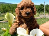 Orji̇nal Safkan Red Toy Poodle