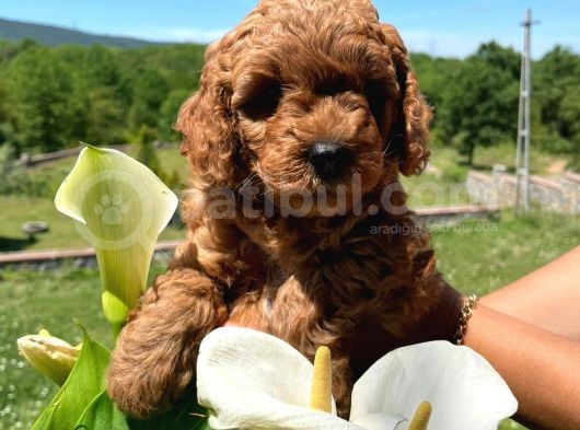 Orji̇nal Safkan Red Toy Poodle