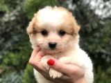 Latte Renk F2 Maltipoo