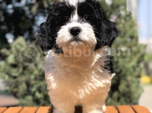 Dizayn Irk Morkie Yavrumuz görsel