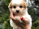 Latte Renk F2 Maltipoo