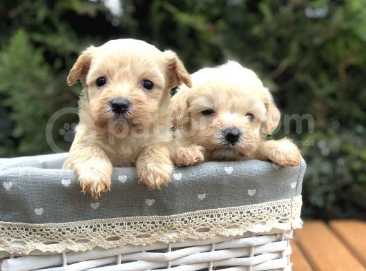 Xxs Maltıpoo Yavrularımız görsel