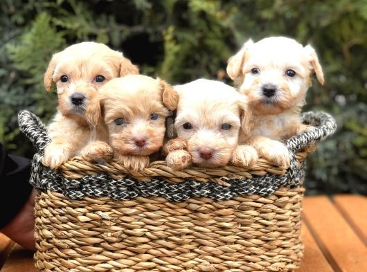 Xxs Maltıpoo Yavrularımız