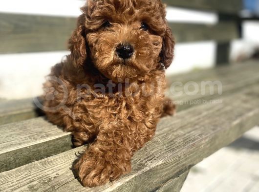 Red Toy Poodle Garanti̇li̇ Yavrular