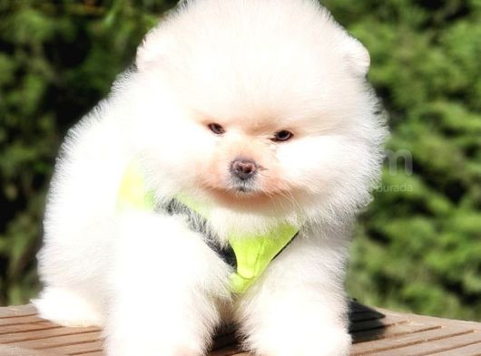 Teddy Face Pomeranian Boo Yavrularımız