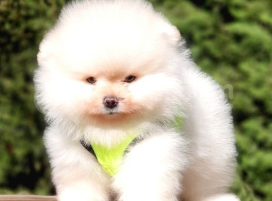 Teddy Face Pomeranian Boo Yavrularımız görsel