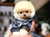 Ayı Surat Pomeranian Boo Yavrularımız