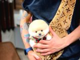 Ayı Surat Pomeranian Boo Yavrularımız
