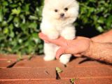 Ayı Surat Pomeranian Boo Yavrularımız 