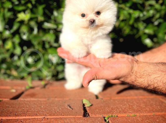 Ayı Surat Pomeranian Boo Yavrularımız  görsel